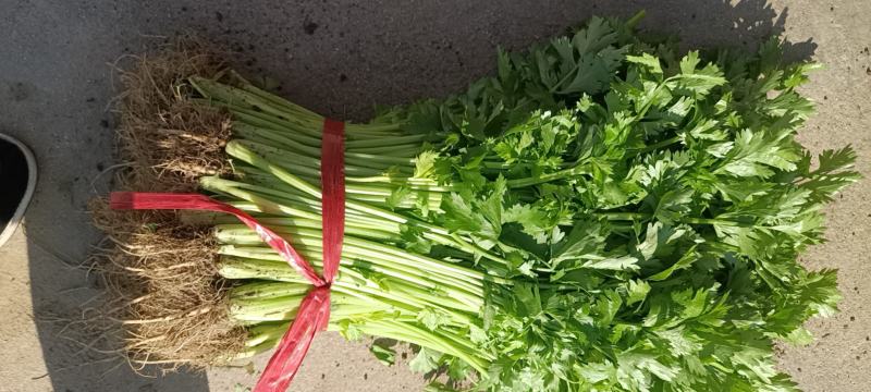 辽宁省锦州市凌海市双羊镇大量芹菜上市欢迎来电咨询