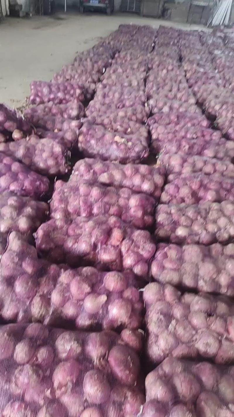 精品二红洋葱紫皮洋葱大量上市专供社区团购商超市场产地直发