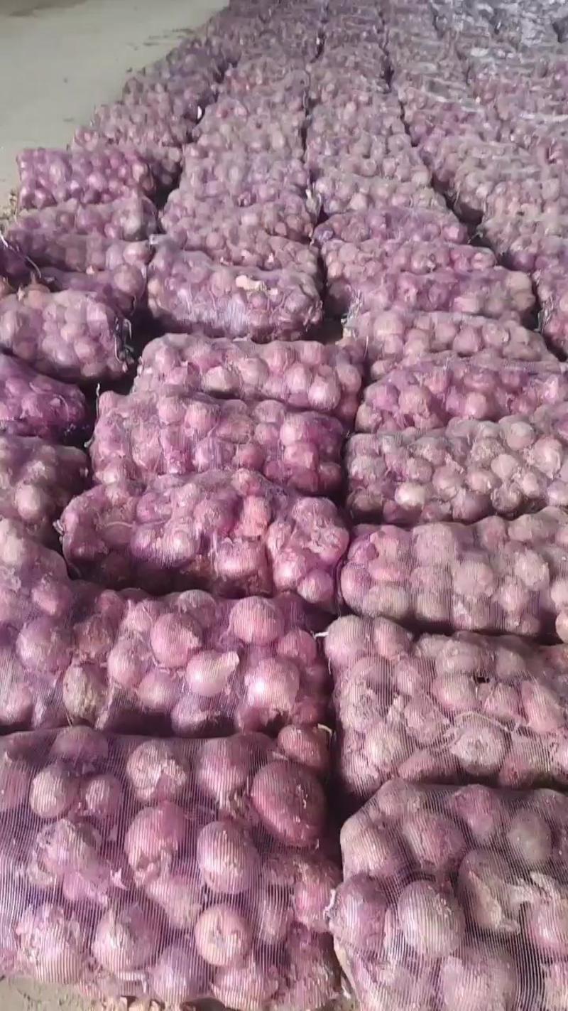 精品二红洋葱紫皮洋葱大量上市专供社区团购商超市场产地直发