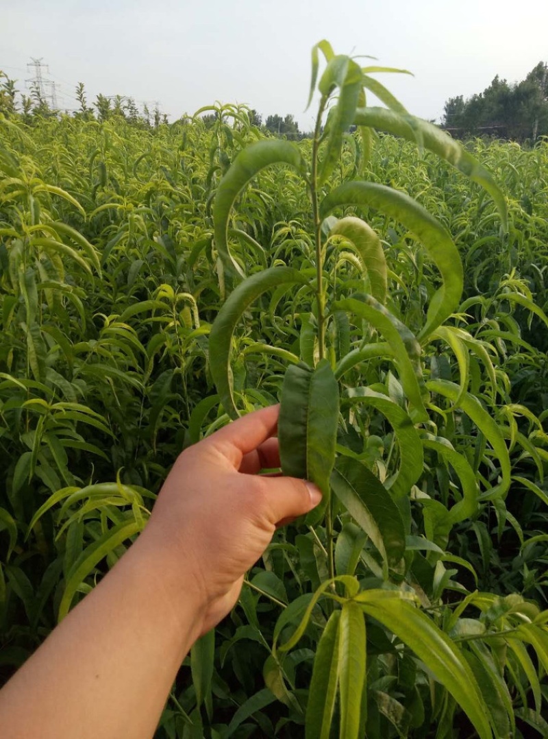 特早熟桃苗曦春桃苗早熟桃子苗稀春桃苗曦春桃子苗脆桃苗