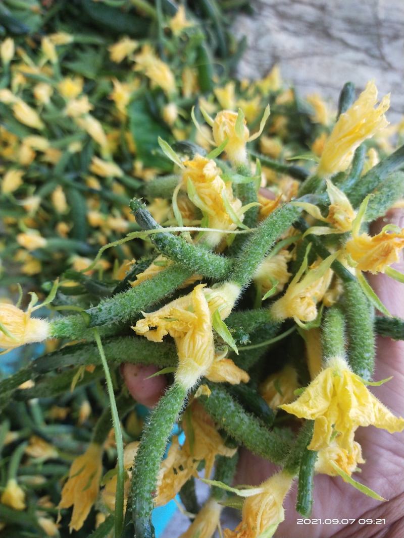 大量供应，旱黄瓜，底级瓜，欢迎定购，大量供应酱菜厂，食堂，
