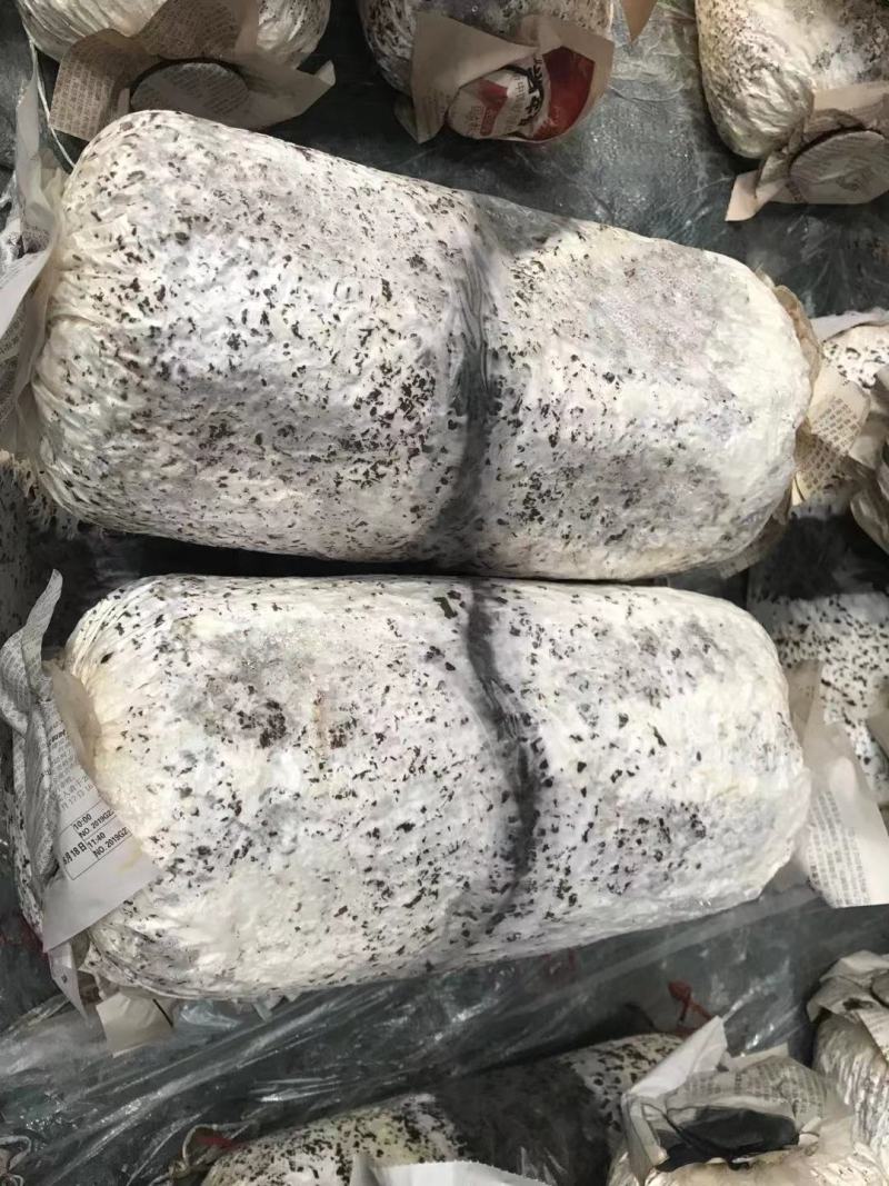 菌棒平菇出菇包菌棒基地直发纯绿色菌菇一手货源价优