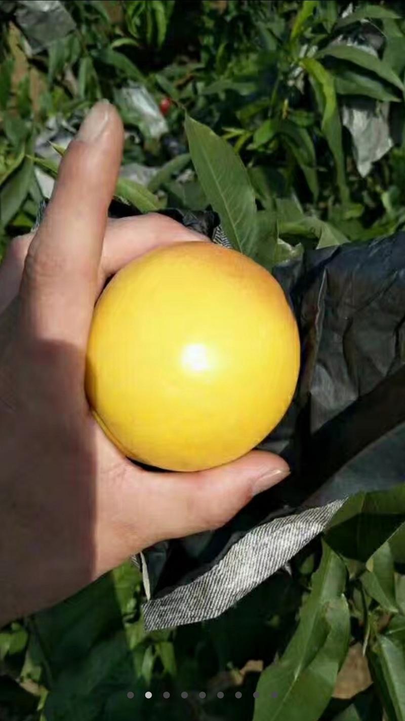 锦绣黄桃种苗可使用可做罐头的一款黄桃树苗