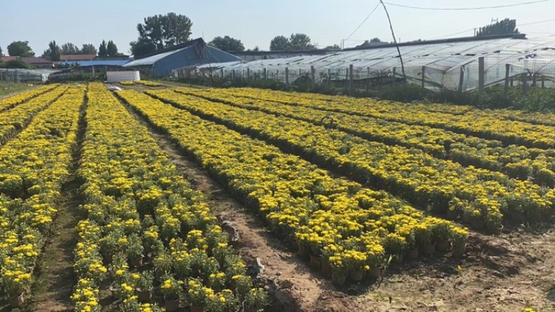 国庆菊，菊花造型菊花，基地现货供应品种齐全欢迎来电