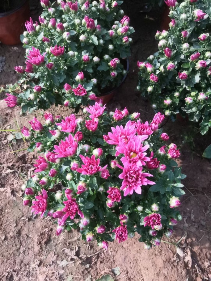 国庆菊，菊花造型菊花，基地现货供应品种齐全欢迎来电