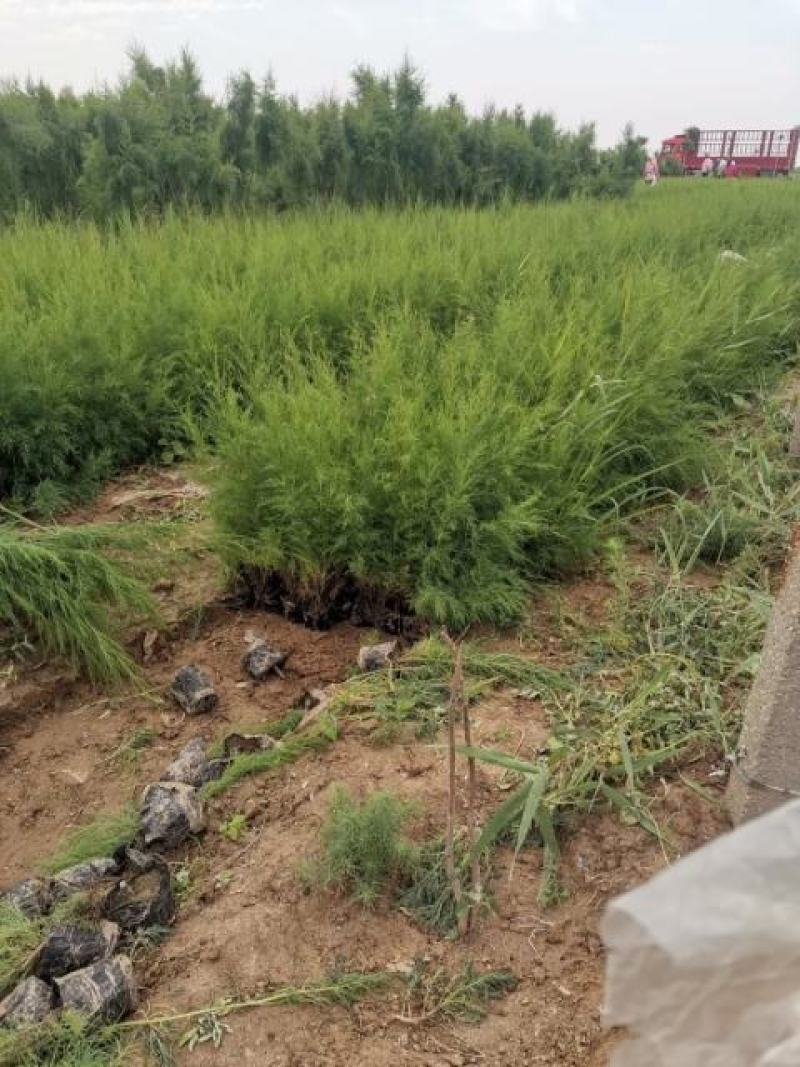 柽柳