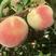 中华寿桃种苗晚熟大果毛桃适合恶劣环境种植栽培