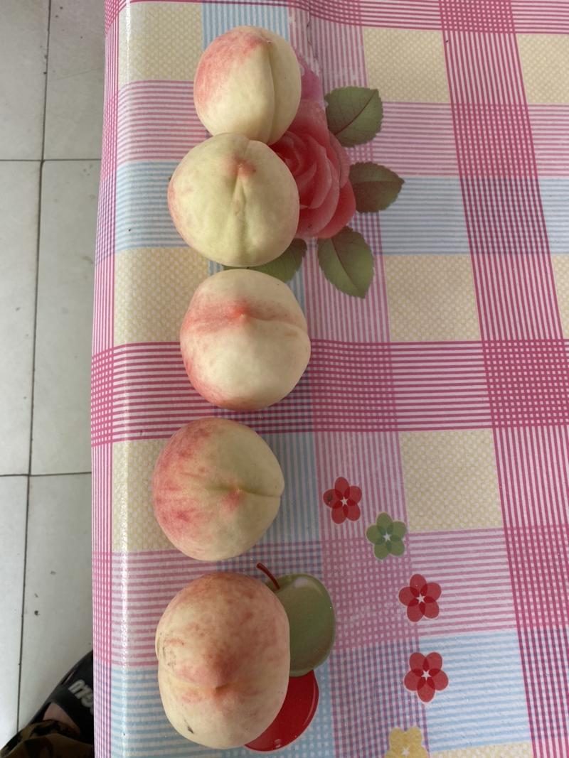 中华寿桃种苗晚熟大果毛桃适合恶劣环境种植栽培