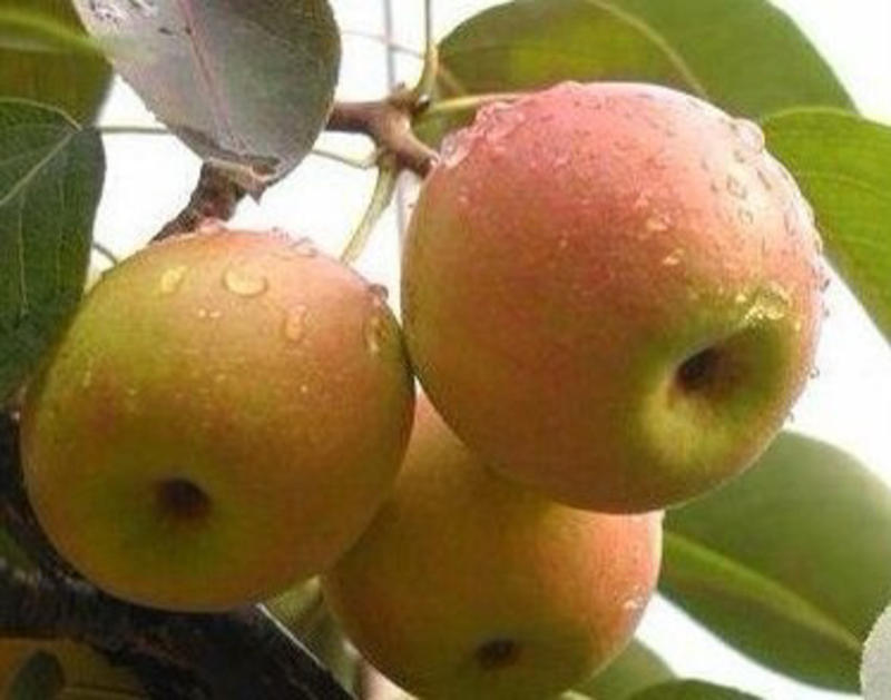 苹果梨树苗大个梨树苗抗寒零下四十度低温梨树苗