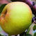 苹果梨树苗大个梨树苗抗寒零下四十度低温梨树苗