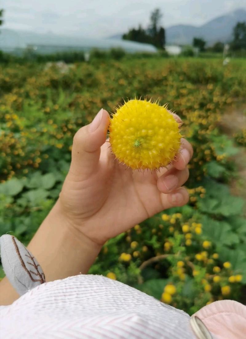 冕宁县原生态刺梨，自然成熟，味道独特，物美价廉