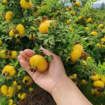 冕宁县原生态刺梨，自然成熟，味道独特，物美价廉