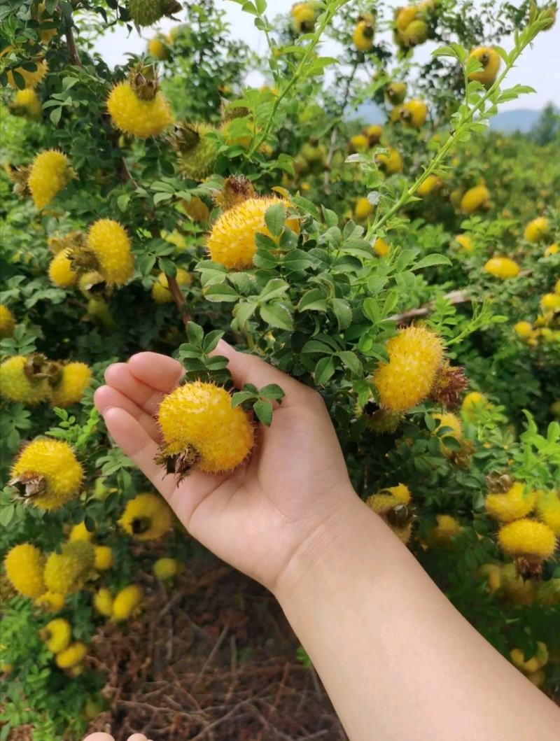 冕宁县原生态刺梨，自然成熟，味道独特，物美价廉