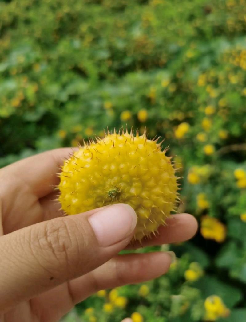冕宁县原生态刺梨，自然成熟，味道独特，物美价廉