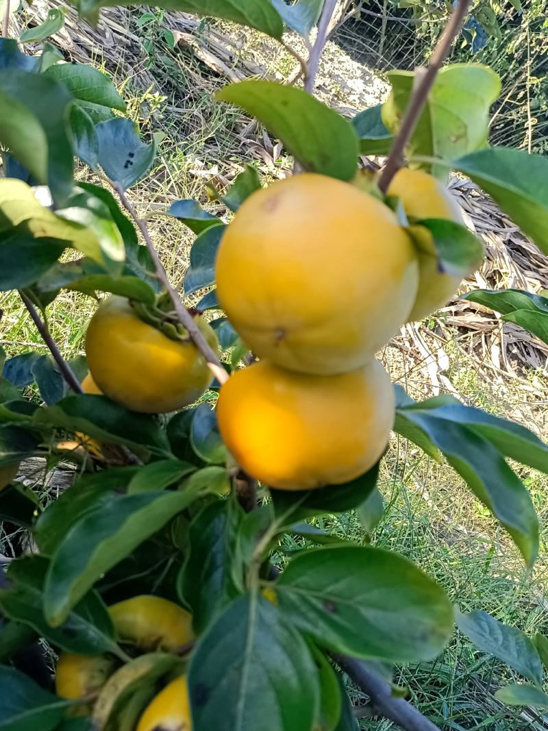 甜脆柿子，阳丰甜柿子