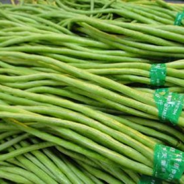 河北沧州青县豇豆长豆角四季豆大量上市，量大从优