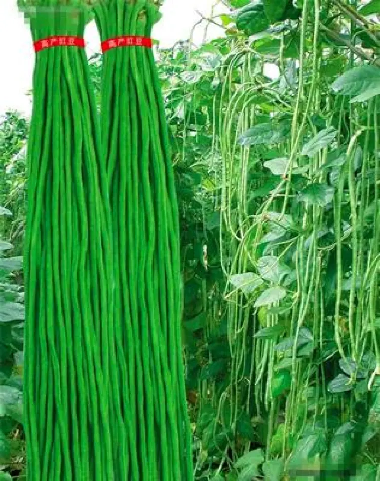 河北沧州青县豇豆长豆角四季豆大量上市，量大从优