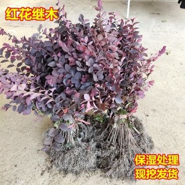 红花继木苗庭院绿植花卉篱笆围墙红花继木树苗四季彩色苗木