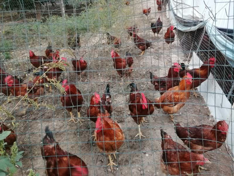 【牛商推荐】“陇桥绿源”纯粮食林下散养土鸡产地直发