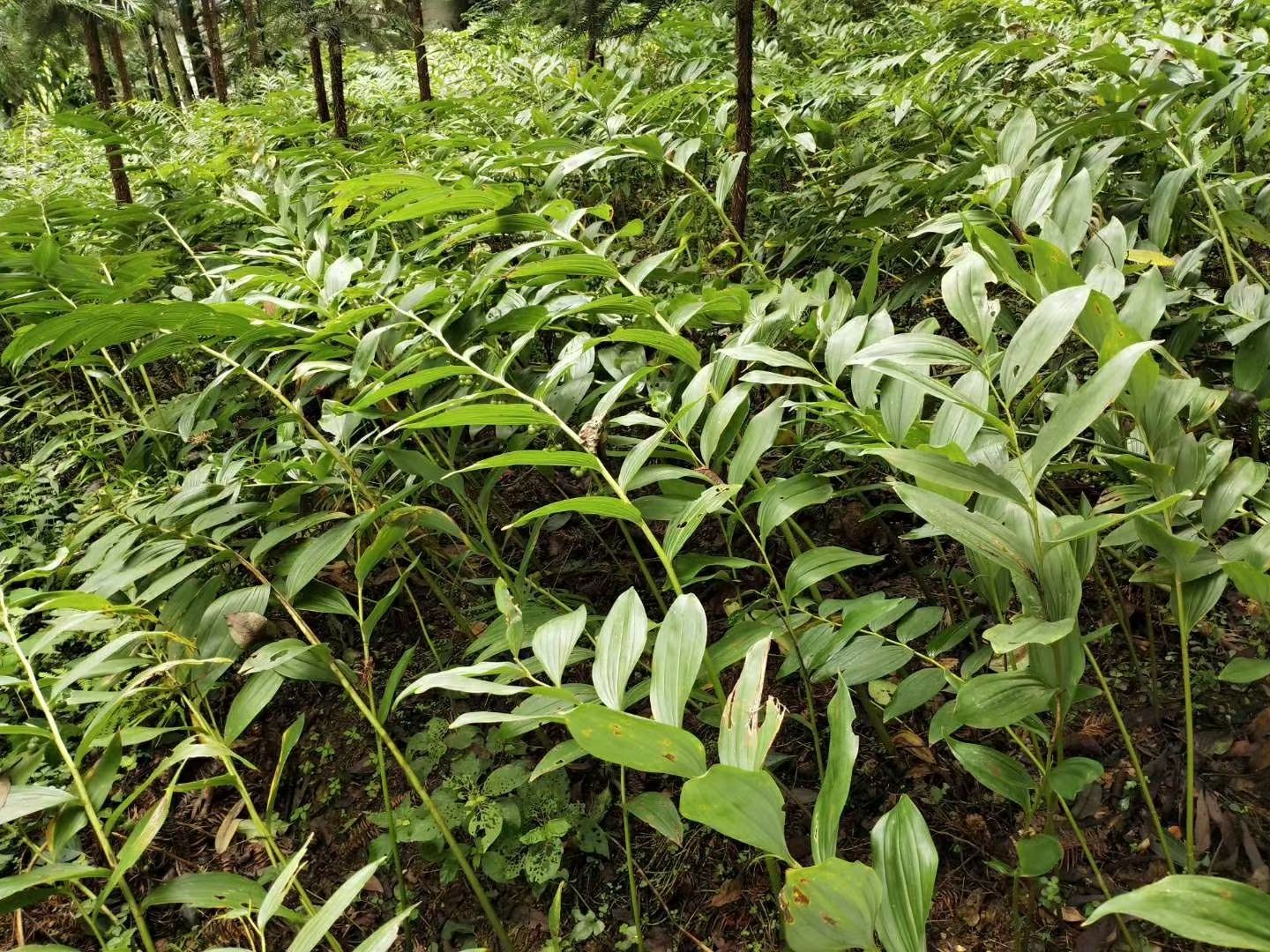 黄精植株特写