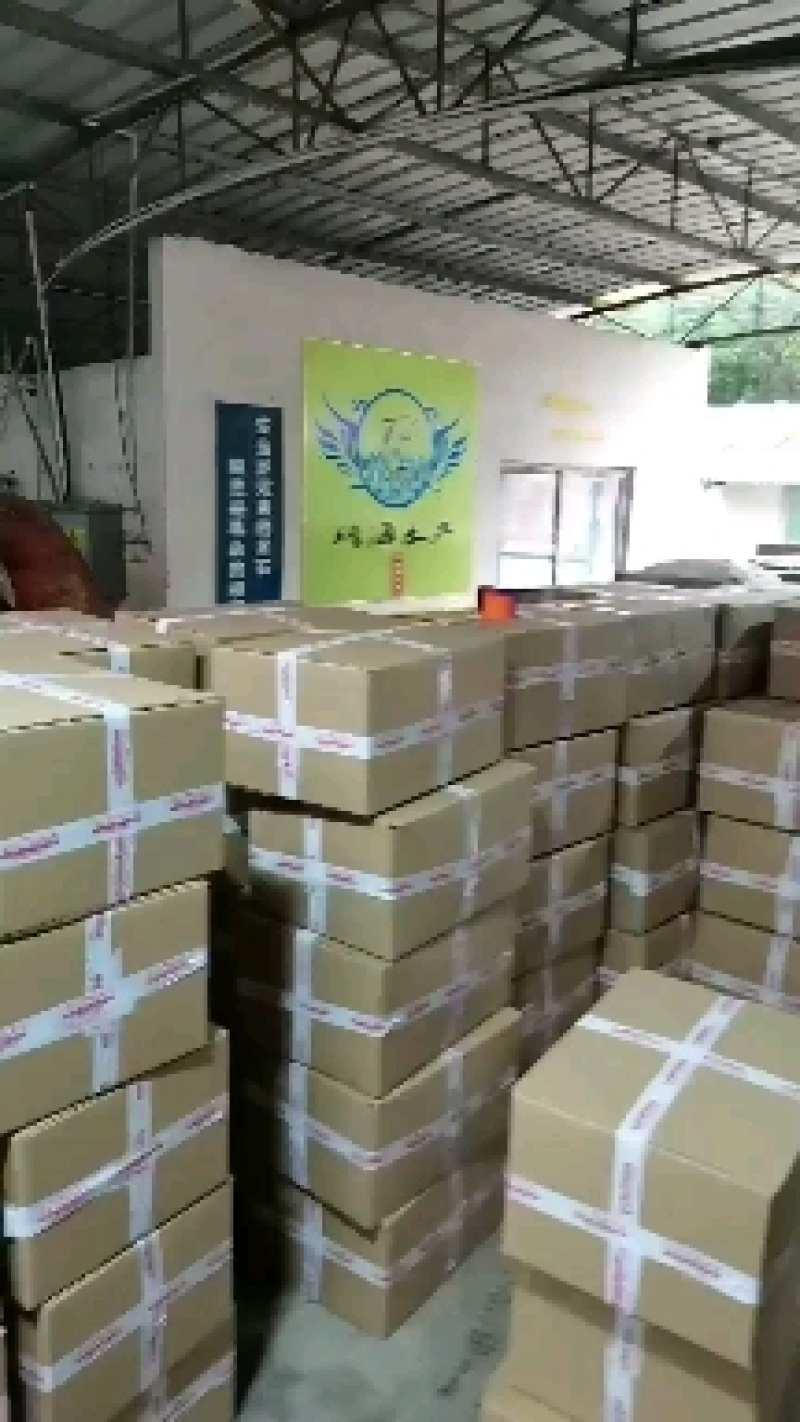 大刺鳅苗中华沙鳅苗基地芝麻锯苗保成活教技术包回收