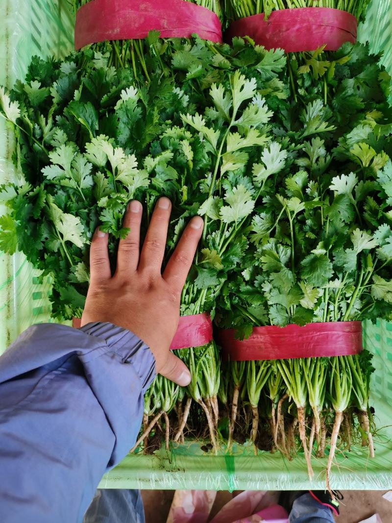 新鲜小叶香菜大叶香菜铁杆青香菜长期供货价格优惠
