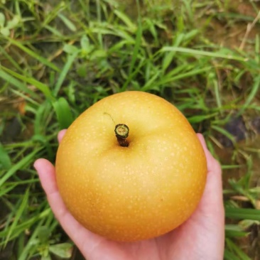 烟台莱阳南水梨，规划85以口感脆甜，全国发货！