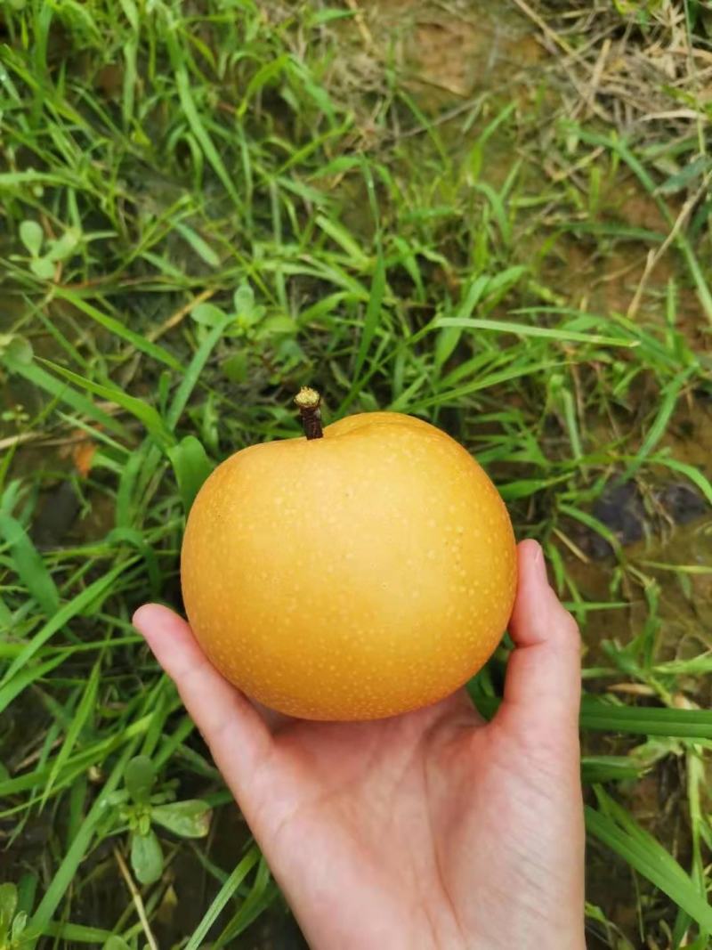 烟台莱阳南水梨，规划85以口感脆甜，全国发货！