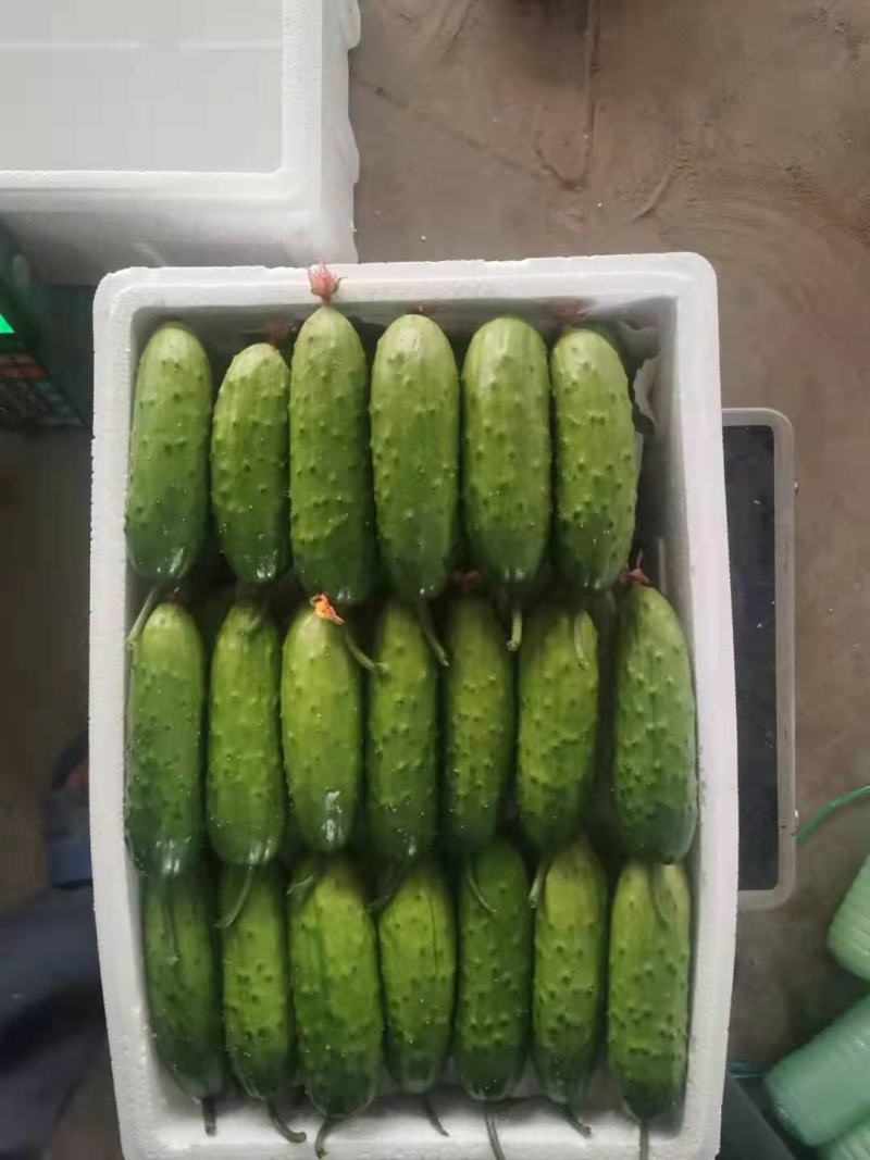 山东旱黄瓜大量上市中，常年有供！！！！！