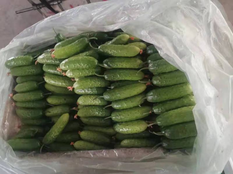 山东旱黄瓜大量上市中，常年有供！！！！！