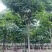 山西运城绛县七叶树苗圃直供量大从优欢迎咨询采购
