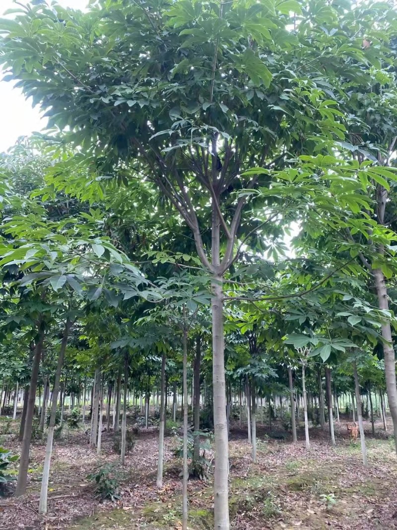 山西运城绛县七叶树苗圃直供量大从优欢迎咨询采购