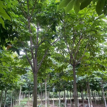 山西运城绛县七叶树苗圃直供量大从优欢迎咨询采购