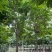 山西运城绛县七叶树苗圃直供量大从优欢迎咨询采购