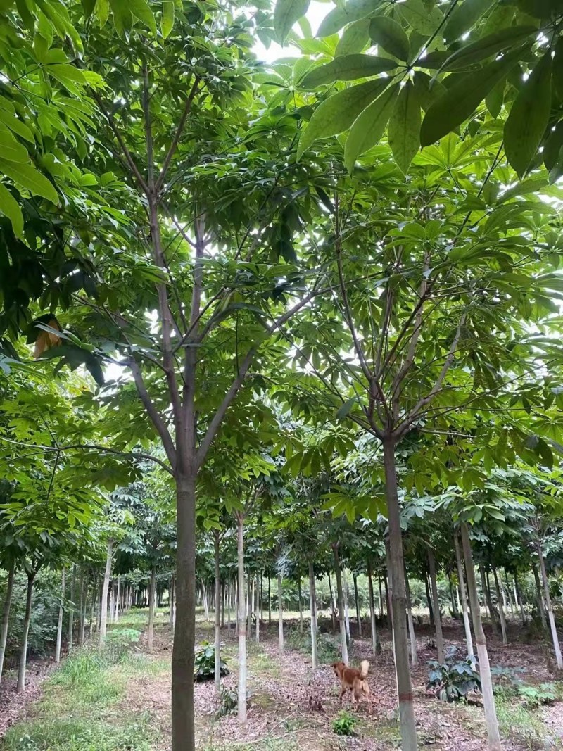 山西运城绛县七叶树苗圃直供量大从优欢迎咨询采购