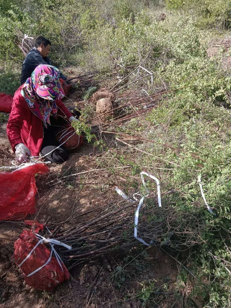 黄刺梅