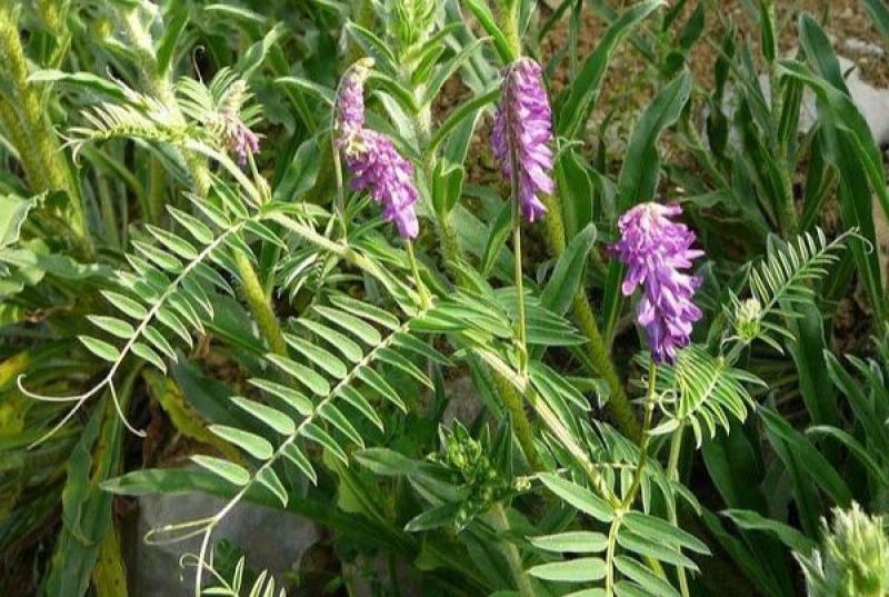 光叶紫花苕子种子果园绿肥牧草种子稀毛苕子光叶苕子