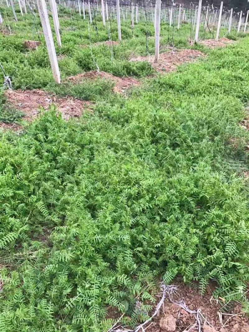 光叶紫花苕子种子果园绿肥牧草种子稀毛苕子光叶苕子