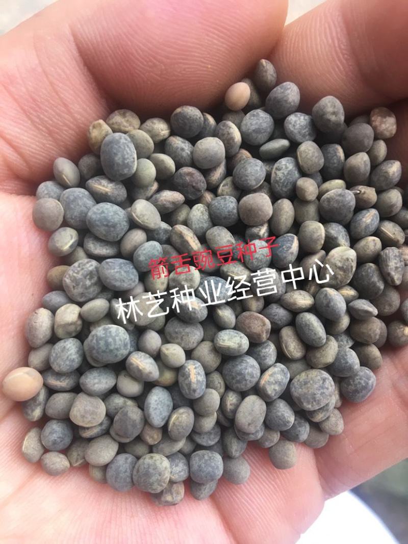箭筈豌豆种子绿肥种子野豌豆麻豌豆种子牧草种子箭舌豌豆种子