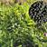 箭筈豌豆种子绿肥种子野豌豆麻豌豆种子牧草种子箭舌豌豆种子