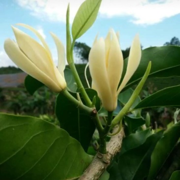白玉兰花，种植当年开花
