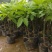 白玉兰花，种植当年开花