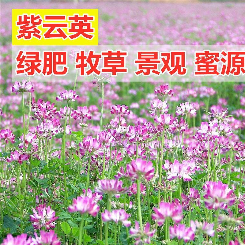 紫云英种子果园绿肥草种子红花草蜜源植物牧草草籽