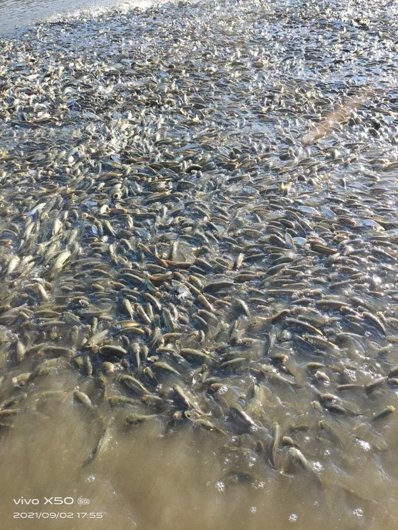 【草鱼苗】草鱼苗、免疫草鱼苗、规格齐全、保质保量