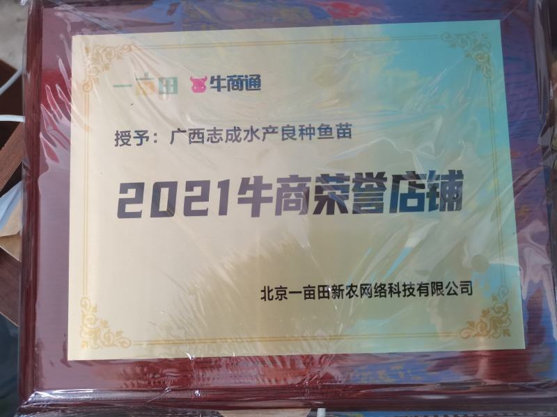 【澳洲龙虾苗】澳洲龙虾苗、澳龙苗、场地直供、买家保障