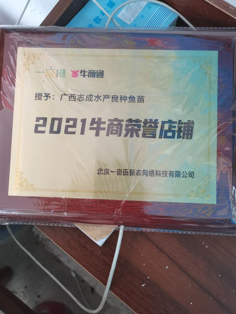 【澳洲龙虾苗】澳洲龙虾苗、澳龙苗、场地直供、买家保障