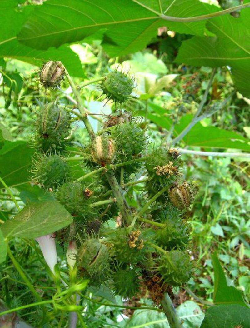 新采蓖麻种子红蓖麻绿蓖麻老麻子草麻种子蓖麻油中草药材种子
