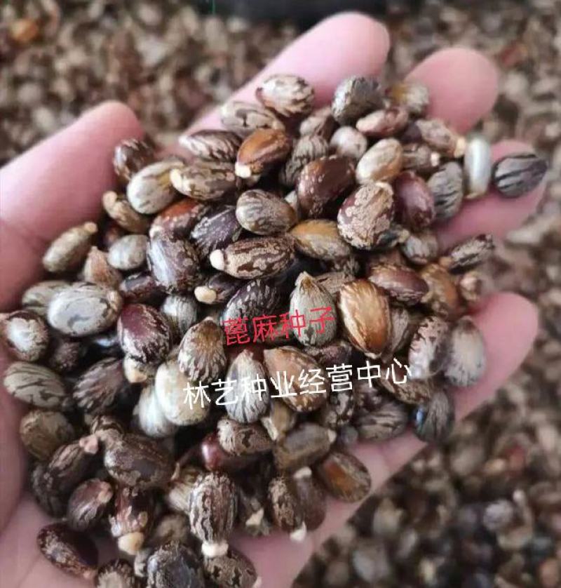 新采蓖麻种子红蓖麻绿蓖麻老麻子草麻种子蓖麻油中草药材种子