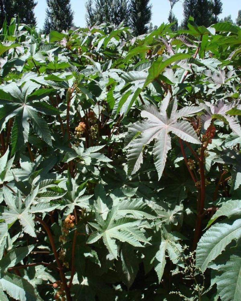 新采蓖麻种子红蓖麻绿蓖麻老麻子草麻种子蓖麻油中草药材种子