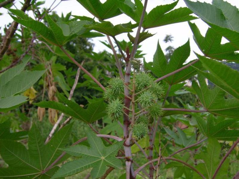 新采蓖麻种子红蓖麻绿蓖麻老麻子草麻种子蓖麻油中草药材种子